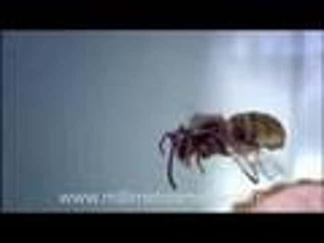 Watch These Tiny Pies Get Catapulted at Tiny Insects