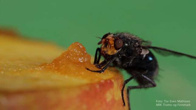 The Creepy, Colorful Wonderful World of the Insect Extreme Closeup