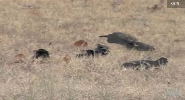 Over a thousand dead black birds rain down on Arkansas town