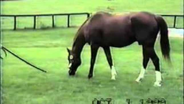 Please Enjoy The Last Footage Ever Taken Of Secretariat