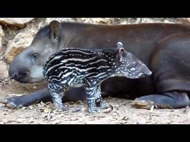 Tapir Won't Listen to Other Animals' Advice About Avoiding Extinction