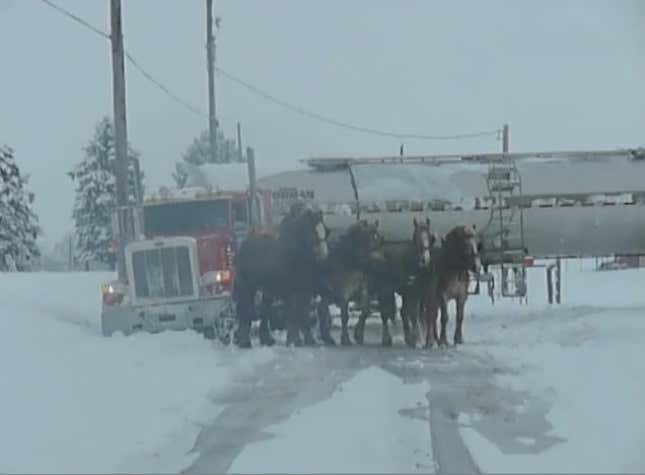 Watch horses pull a tanker truck out of snow