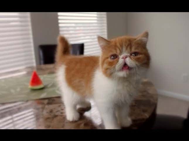 Raise Your Hand If You Want to See a Kitten Eating a Watermelon