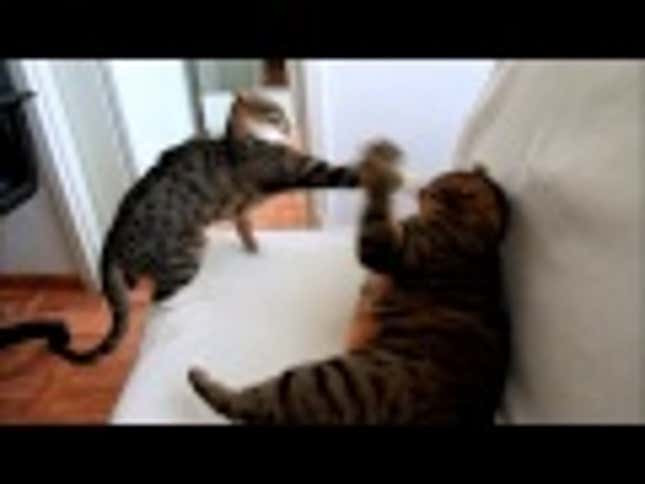 This Kitten Has Some Serious Superhero Moves