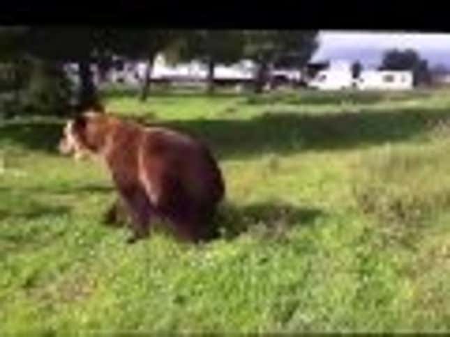 Watch This Russian Bear Do Tricks, Because Russian Bears Are The Best
