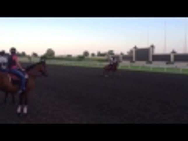 Wild Deer Tries Its Hand At Horse Racing