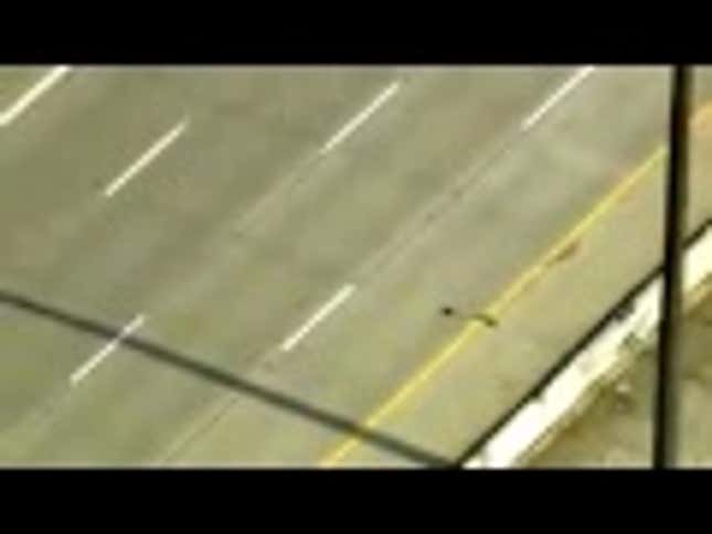 Terrible Mother Duck Leads Ducklings Across Five-Lane Highway