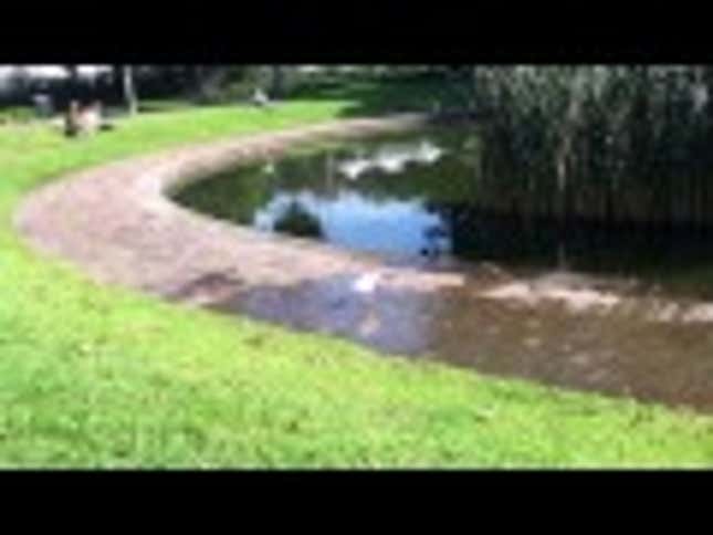 Dapper Seagull Tap Dances His Way Into Your Heart