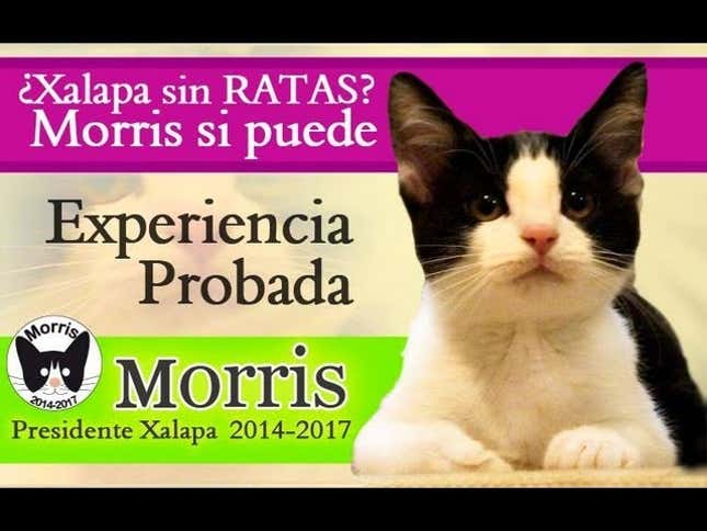 Cat Runs for Mayor of Mexican Town, Will Definitely Win Internet Vote