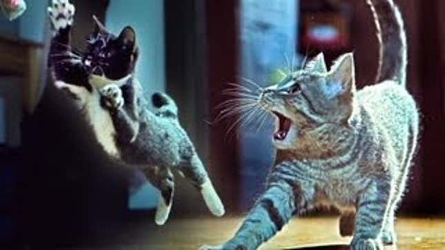 Tiny Men Come To Steal Your Socks, But Your Cats Will Destroy Them
