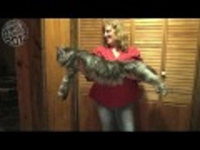 This Is The World's Longest Cat