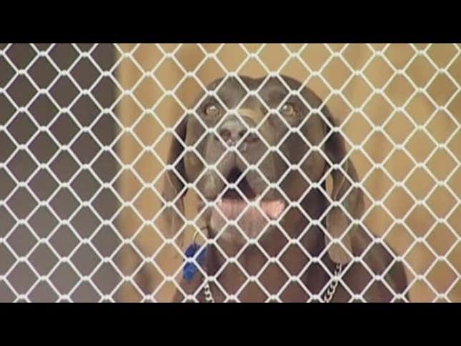 Three-Legged Dog Is Criminal Mastermind, Robs Local Pet Store of Valuable Snausage Supply