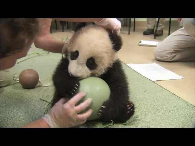 You've Never Loved Anything as Much as This Baby Panda Loves Hugging This Ball