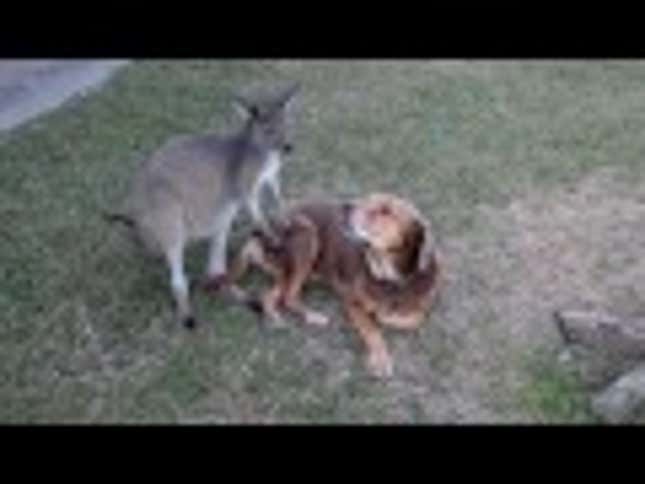 Kangaroo and Dog a Have Beautiful Forbidden Love