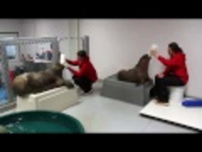 Look at This Fucking Hipster: Orphaned Baby Walrus to Find Home in Brooklyn