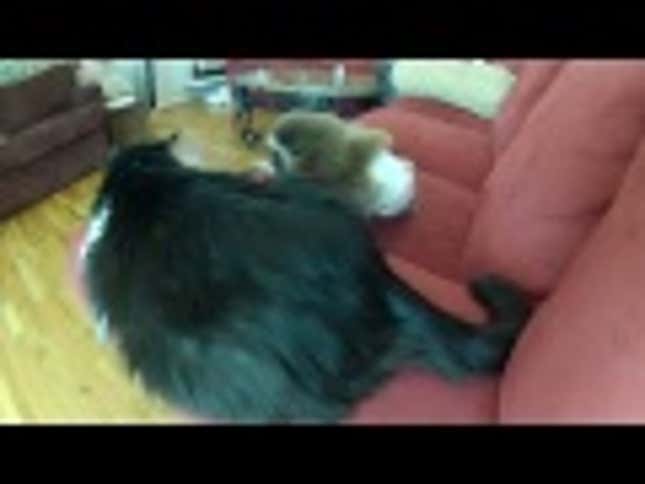 Baby Gibbon in a Diaper Is a Total Dick to This Poor Cat