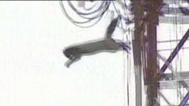 Felix Baumgartner's Got Nothing on This Free-Falling Kitty