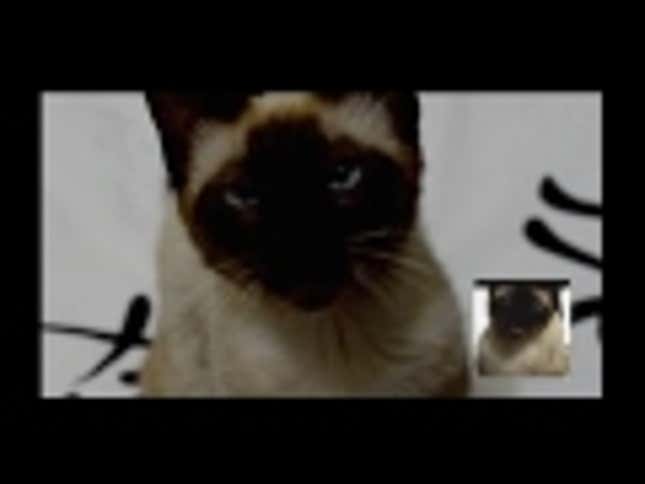 A Cat Sings The <em>Game of Thrones</em> Intro