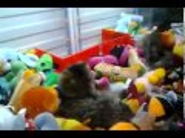 In Russia, Arcade Claw Machines Come With Real Live Cats