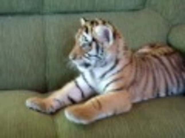 This Teeny Tiger Is the Real Life Tigger