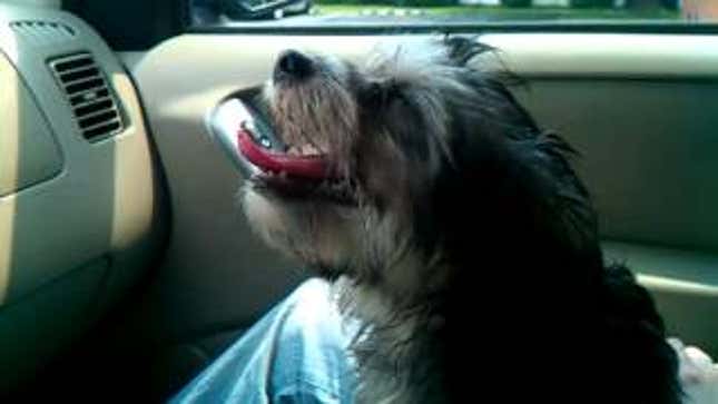 Dog's Advice On a Hot Day: 'Play It Cool, Boy; Reeeaaal Cool'