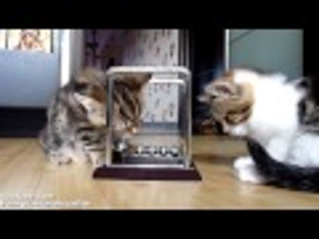 And now, kittens learning physics