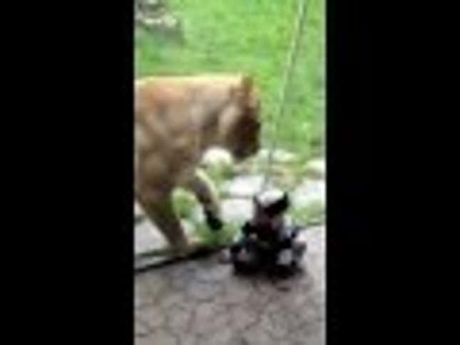 Lion Attempts To Gnaw On Unsuspecting Baby's Head