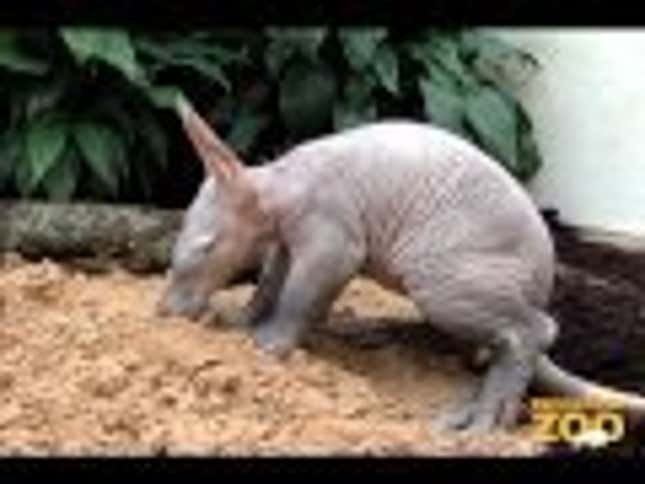 More Baby Aardvark Action