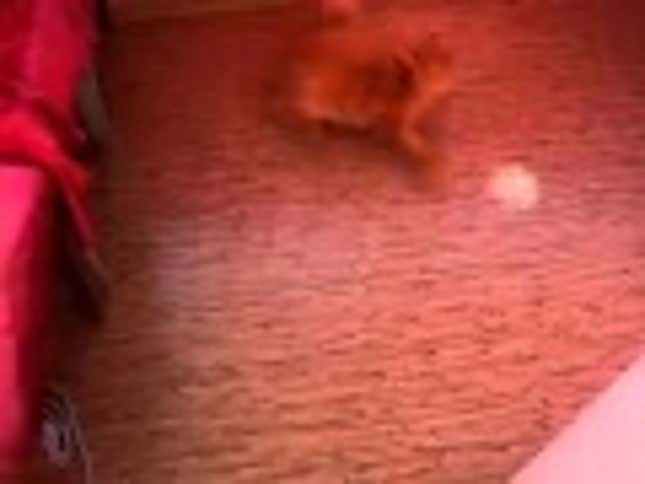 This Cat Is One Tap-Dancing Fool