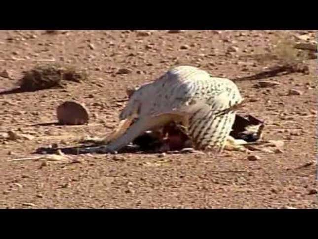This Amazing Footage Shows We Probably Need More Bird Of Prey Video Games