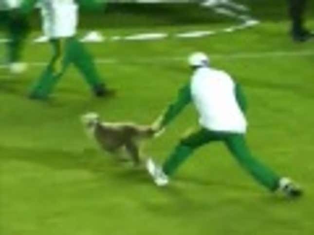 Happy Dog Leads Adorable Pitch Invasion