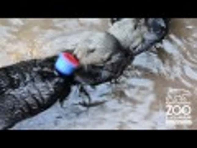Otter Enjoys Stacking Cups Until They Prove Adorably Frustrating