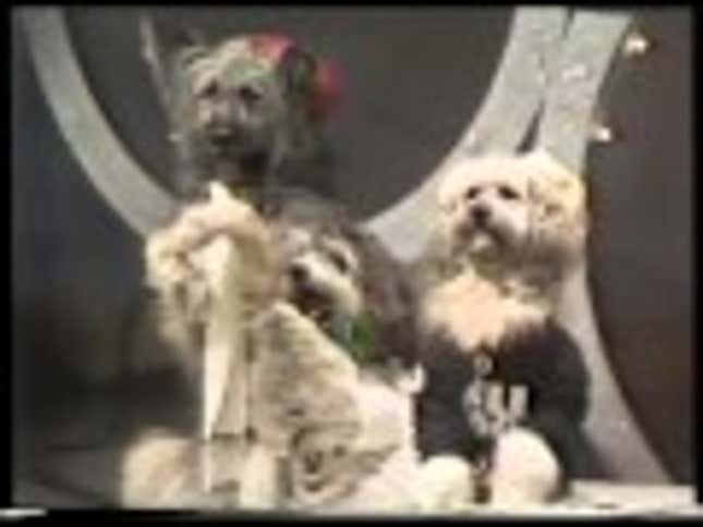 Dancing Disco Doggies Have Got The Moves