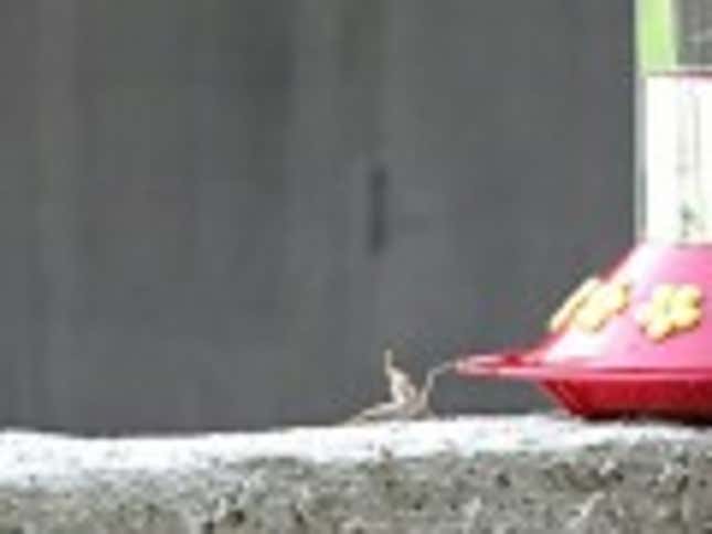 This Is A Praying Mantis Bodyslamming A Hummingbird