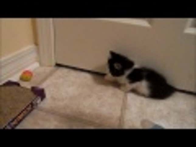 2-Legged Kitten Has the Time of His Life
