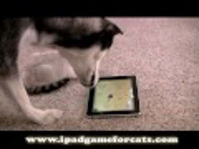 This Game Is Not For Humans, It Is For Cats
