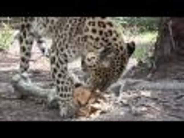 This Is How Tigers Act On Catnip