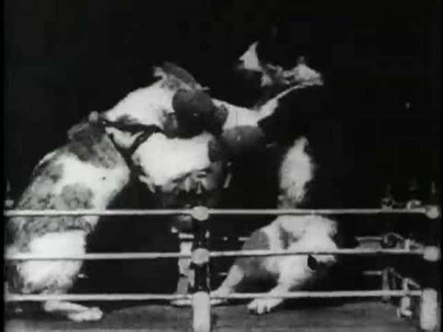 One of the earliest films was a boxing match between cats