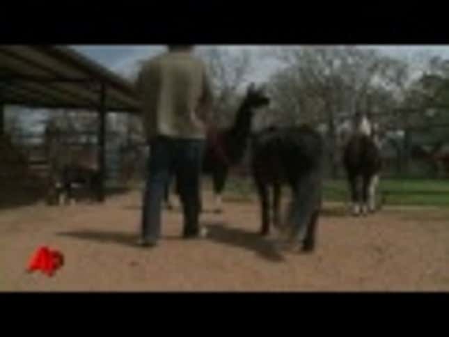 This Tiny Horse With a Prosthetic Leg Will Melt Your Cold, Snarky Heart