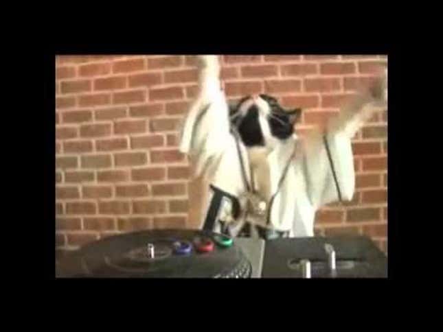 Here's a Video of a Cat on the Turntables