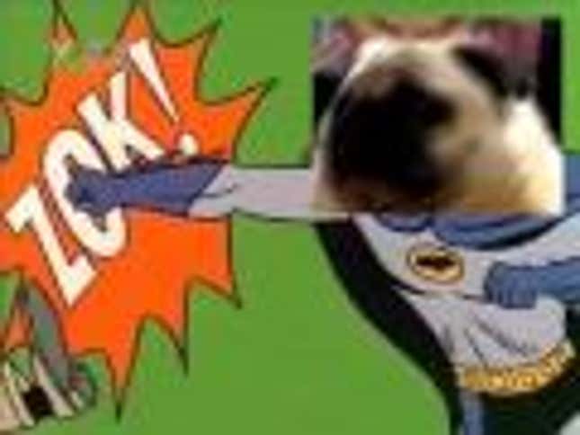 Pug Singing <em>Batman</em> TV Show Theme? Pug Singing <em>Batman</em> TV Show Theme.