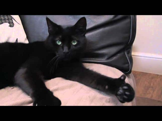Cats Develop Ability To Give Thumbs Up, Plot Takeover