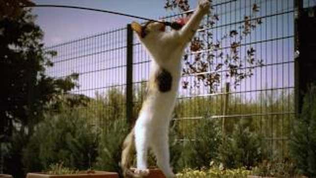 Happiness Is a Slow-Motion Kitten
