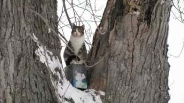 Adorable Wisconsin Man Adopts Treebound Cat