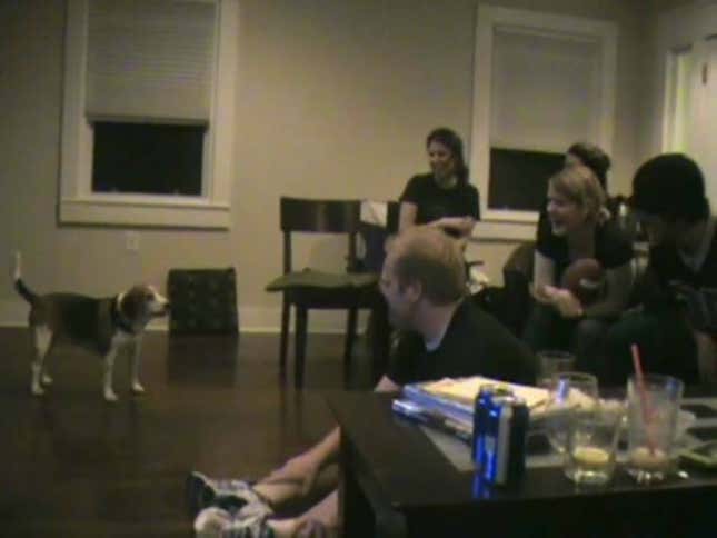 Adorable "Who Dat" Dog Barks Orders At Puny Human Saints Fans