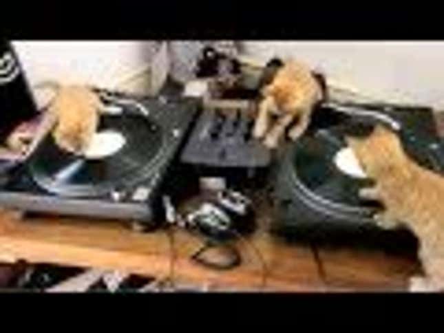DJ Kittens Are Scratchmasters