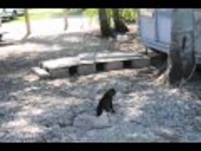 Video Of Cat Attacking Alligator Is Awesome & Horrifying