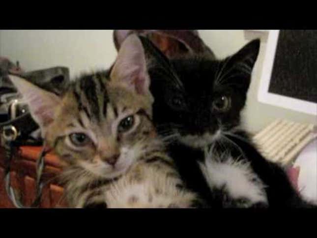 Adorable Fainting Kittens Are Adorable (Updated)
