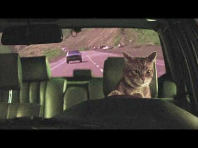 Band's Video Panders To Internet With Adorable All-Cat Band