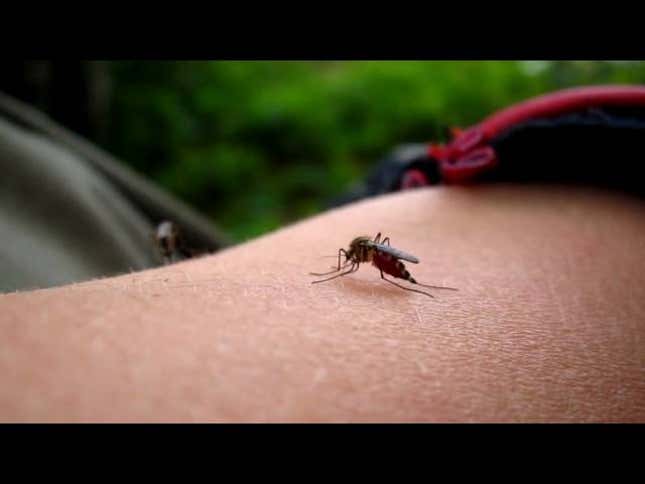 Watch a mosquito drain human blood, in horrifying HD
